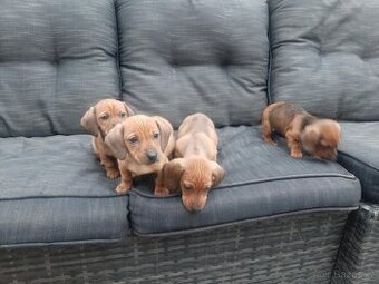 Jezevčík trpasličí