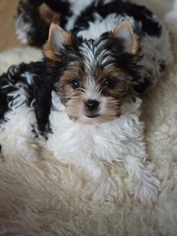 Biewer  -jorksirsky teriér