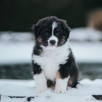 Australský ovčák – pejsek s PP k odběru 1/2026