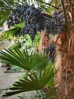 Trachycarpus Fortunej -palma