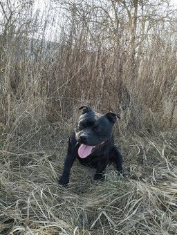 Stafordšírský bulteriér