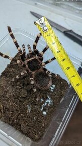 Acanthoscurria Geniculata 4.5cm v těle 0.1