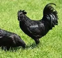 Násadová vejce Ayam Cemani