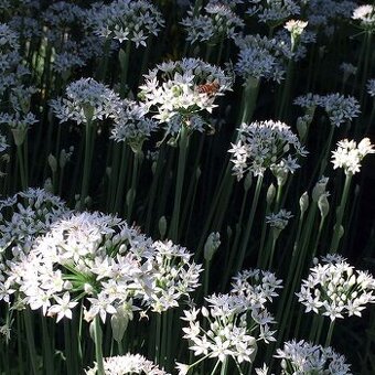 Čínská česneková pažitka - Allium tuberosum - semena - 1g