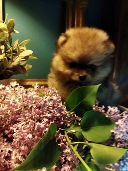 Pomeranian