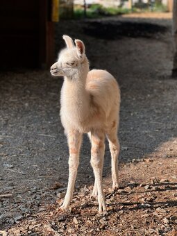 Lama Krotká - 1