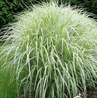 Ozdobnice čínská ,Miscanthus 3 druhy