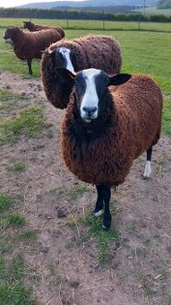 Berani zwartbles