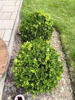 Buxus 2ks, 50cm