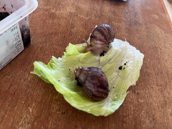 Afričtí šneci - oblovky - darujeme