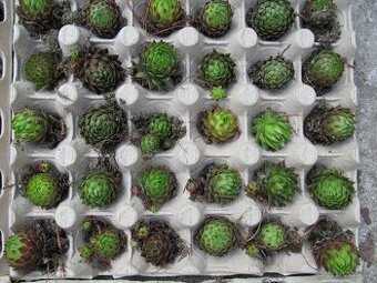 Netřesky na skalku, zídku, střechu