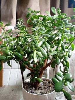 Tlustice vejčitá - Crassula ovata