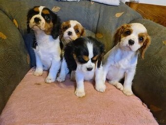 kavalír king charles španěl