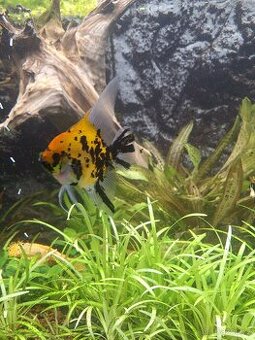 Levně prodám akvarijní rybky