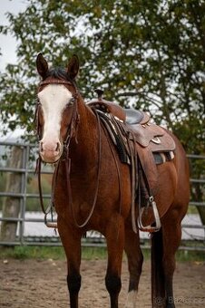 Kvalitní 4letá PH klisna