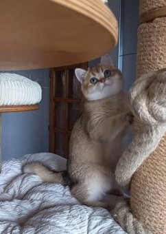 Britská shaded koťátka s PP