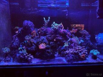 Mořské akvárium 80L komplet .