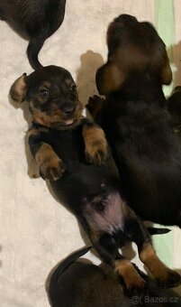 Drsnosrstý standardní jezevčík