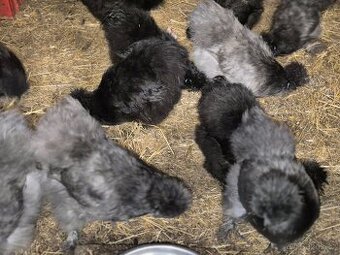 Hedvábnička velká vousatá