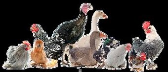 kohouti ,kačeny ,vynesené slepice .....