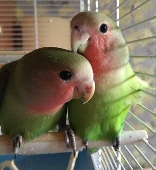 Agapornis ručně dokrmený