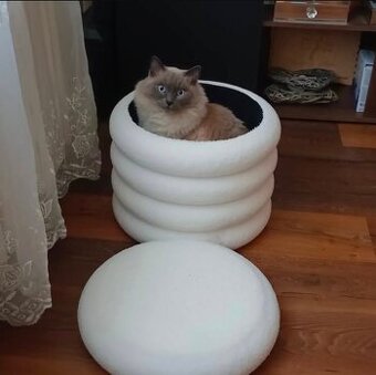 Kocourek Ragdoll do dobrých rukou - 1