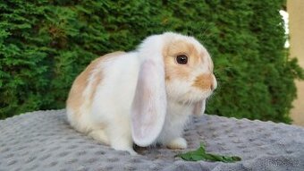Zakrslý beránek, králíček, králík - SAJMON