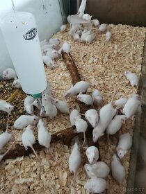 Myš bílá laboratorní