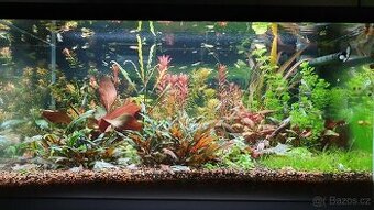Set akvarijnich rostlinek pro 60l akvarium