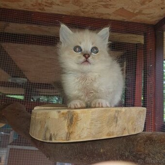 Ponukam maciatka ragdoll - 1