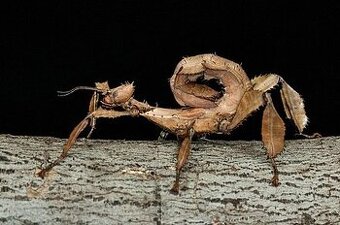 Strašilka australská - Extatosoma tiaratum