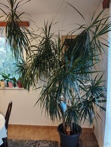 Vzrostlá dracena dekorativní
