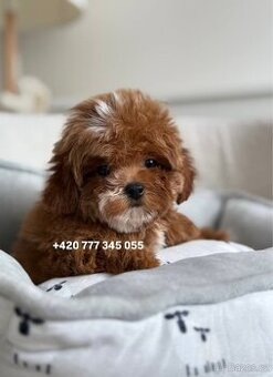 Maltipoo, fenka 1600€