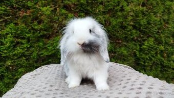 Zakrslý beránek, králíček, králík - MINDY