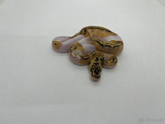 Krajta královská (Python regius)