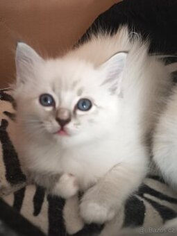 Ragdoll bez PP