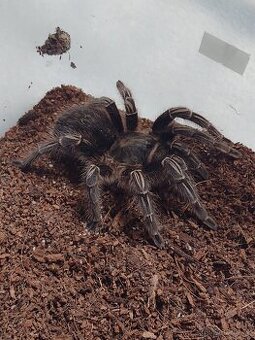 Sklípkan Aphonopelma seemanni