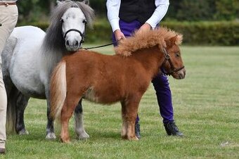 Shetland pony hřebeček s PP