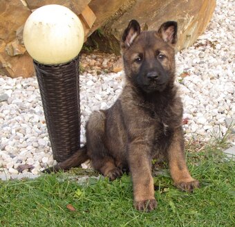 Německý ovčák - štěňata s PP