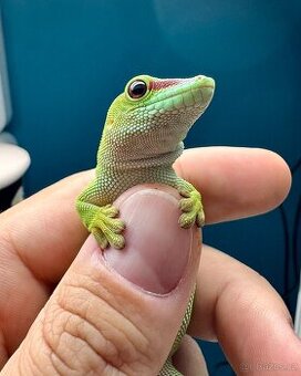 Phelsuma madagascariensis grandis - samice