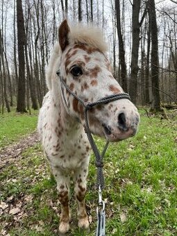 Prodej mini pony