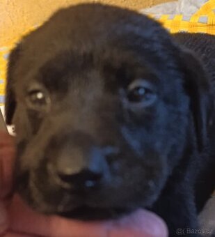 Štěňátka Labradorský retrívr