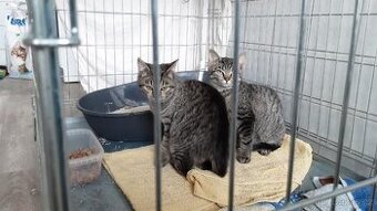 Krásní mouráčci na mazlení