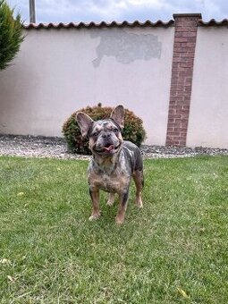 Francouzsky buldoček blue tan merle fenka