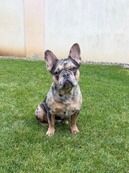 Francouzsky buldoček blue tan merle fenka