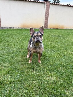 Francouzsky buldoček blue tan merle fenka