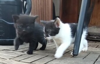 Daruji do dobrých rukou koťátko