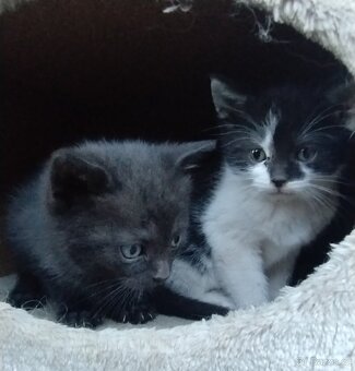 Daruji koťátko do dobrých rukou