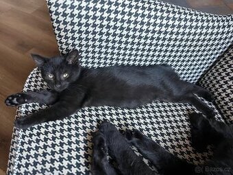 Černý kocour - 4 měsíce - 1