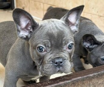 Francouzský buldoček - štěňátka
